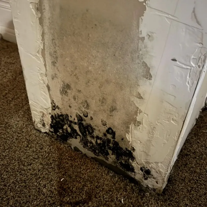 Professional Mold Removal in Greenfield, TN